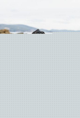 A Girl's Guide to Hunting, Fishing and Wild Cooking