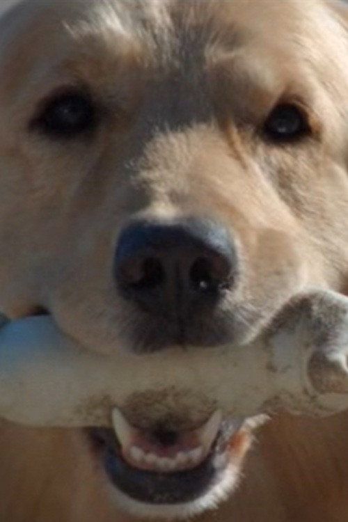 Good Boy